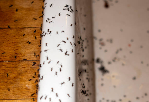 Best Commercial Pest Control Services  in Upland, IN
